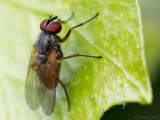 Fanniidae - Fannia lustrator