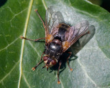 Tachinidae - Woeste Sluipvlieg - Tachina fera