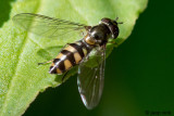 Syrphidae - Variabel Elfje - Meliscaeva auricollis