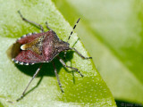 Sloe Bug - Bessen(schild)wants - Dolycoris baccarum
