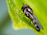 Syrphidae - Gewoon Schaduwplatvoetje - Platycheirus scutatus
