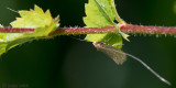 Adelidae - Gevlekte Langsprietmot - Nematopogon adansoniella