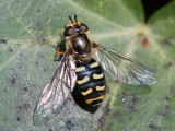Syrphidae - Grote Kommazweefvlieg - Eupeodes luniger