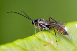 Ichneumonidae - Sluipwesp onbekend - Ichneumonidae indet.