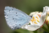 Holly Blue - Boomblauwtje - Celastrina argiolus