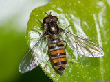 Marmalade Hoverfly - Pyamazweefvlieg - Episyrphus balteatus