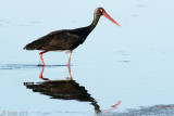 Black Stork - Zwarte Ooievaar - Ciconia nigra