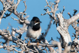Rppells Warbler - Rppells Grasmus - Sylvia rueppelli