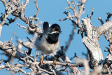 Rppells Warbler - Rppells Grasmus - Sylvia rueppelli