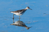 Wood Sandpiper - Bosruiter - Tringa glareola