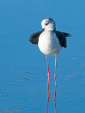 Black-winged Stilt - Steltkluut - Himantopus himantopus