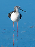 Black-winged Stilt - Steltkluut - Himantopus himantopus
