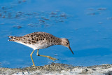 Ruff - Kemphaan - Calidris pugnax