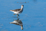 Wood Sandpiper - Bosruiter - Tringa glareola
