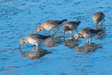 Ruff - Kemphaan - Calidris pugnax