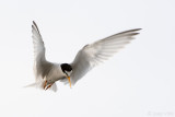 Little Tern - Dwergstern - Sternula albifrons