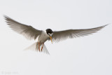 Little Tern - Dwergstern - Sternula albifrons