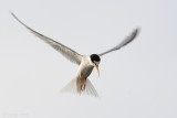 Little Tern - Dwergstern - Sternula albifrons