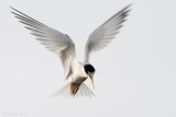 Little Tern - Dwergstern - Sternula albifrons