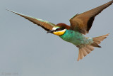 Eurasian Bee-eater - Bijeneter - Merops apiaster