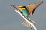 Eurasian Bee-eater - Bijeneter - Merops apiaster