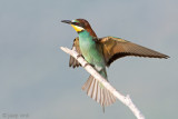 Eurasian Bee-eater - Bijeneter - Merops apiaster
