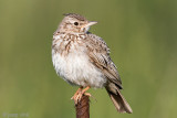 Crested Lark - Kuifleeuwerik - Galerida cristata