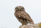 Little Owl - Steenuil - Athene noctua