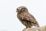 Little Owl - Steenuil - Athene noctua