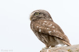 Little Owl - Steenuil - Athene noctua