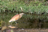 Squacco Heron - Ralreiger - Ardeola ralloides