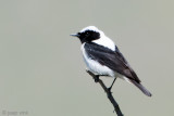 Eastern Black-eared Wheatear - Oostelijke Blonde Tapuit - Oenanthe (hispanica) melanoleuca