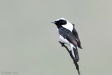 Eastern Black-eared Wheatear - Oostelijke Blonde Tapuit - Oenanthe (hispanica) melanoleuca