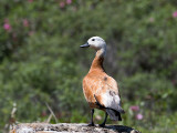 Ruddy Shelduck - Casarca - Tadorna ferruginea