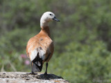 Ruddy Shelduck - Casarca - Tadorna ferruginea