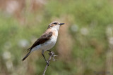 Eastern Black-eared Wheatear - Oostelijke Blonde Tapuit - Oenanthe (hispanica) melanoleuca