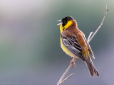 Black-headed Bunting - Zwartkopgors - Emberiza melanocephala