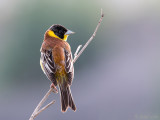 Black-headed Bunting - Zwartkopgors - Emberiza melanocephala