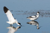 Avocet - Kluut - Recurvirostra avosetta