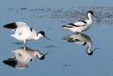 Avocet - Kluut - Recurvirostra avosetta