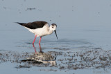 Black-winged Stilt - Steltkluut - Himantopus himantopus