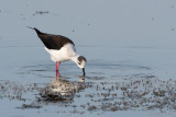 Black-winged Stilt - Steltkluut - Himantopus himantopus