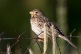 Corn Bunting - Grauwe Gors - Emberiza calandra