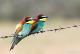 Eurasian Bee-eater - Bijeneter - Merops apiaster