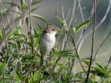 Eastern Olivaceous Warbler - Oostelijke Vale Spotvogel - Hippolais pallida