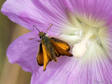 Skipper - Dikkopje - Hesperia