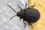 Galeruca tanaceti - Wormkruidhaantje