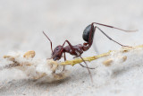 Blood-red Ant - Bloedrode Roofmier - Formica sanguinea