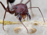 Blood-red Ant - Bloedrode Roofmier - Formica sanguinea