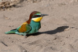 Eurasian Bee-eater - Bijeneter - Merops apiaster